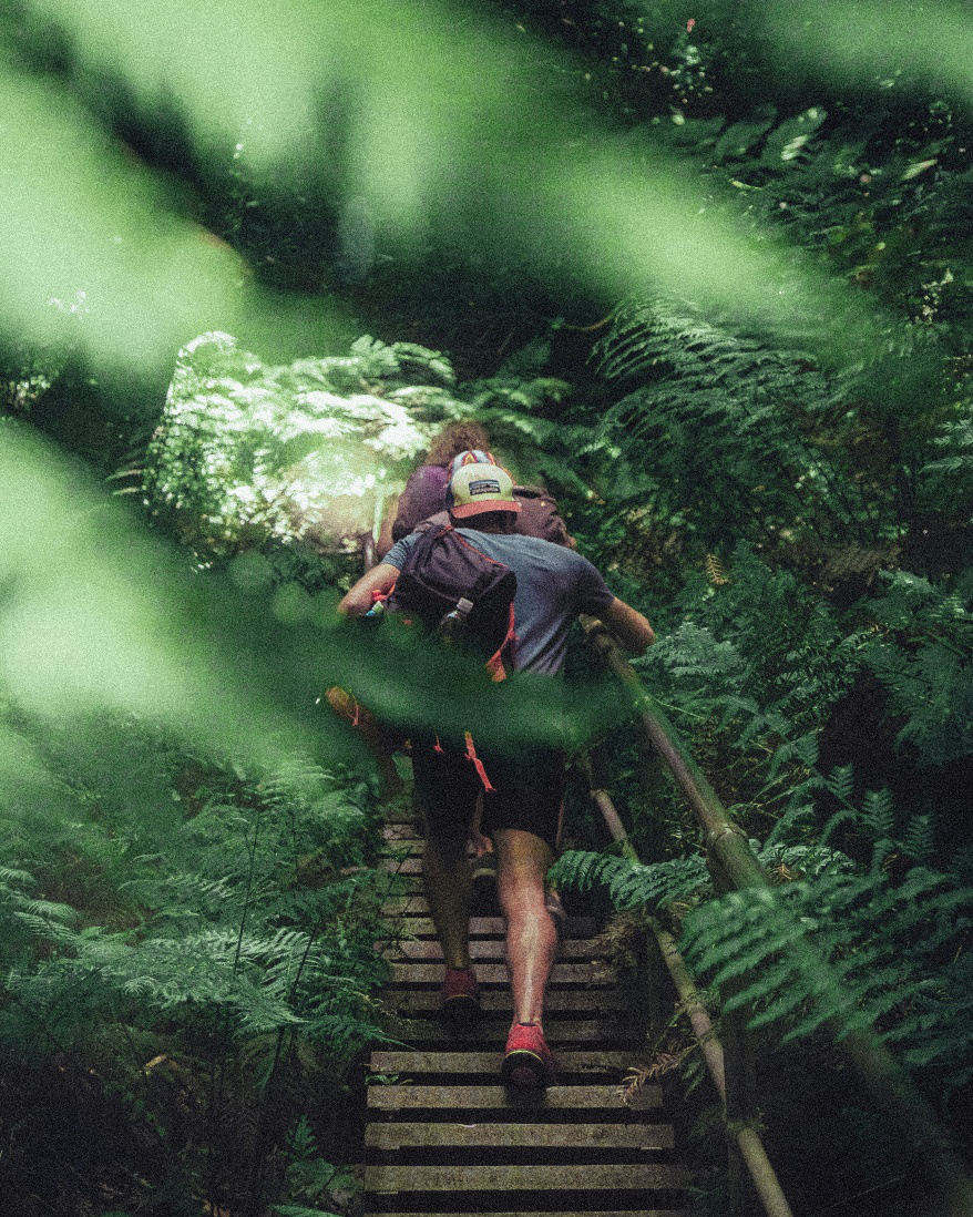 Hikers ascending a wooden staircase through dense green forest terrain while carrying backpacks.