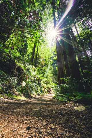 A trail with sunshine through the trees